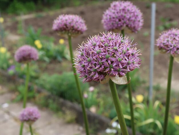 畑の紫色の花の植物のクローズアップ