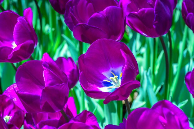 Foto close-up di piante a fiori viola sul campo