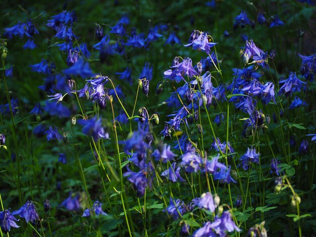 Close-up of purple flowering plants on field