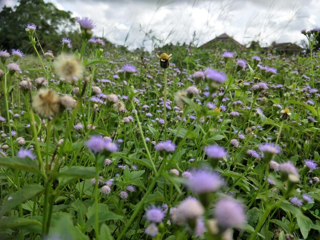 Foto close-up di piante a fiori viola sul campo