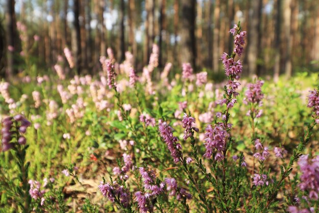 Close-up of purple flowering plants on field