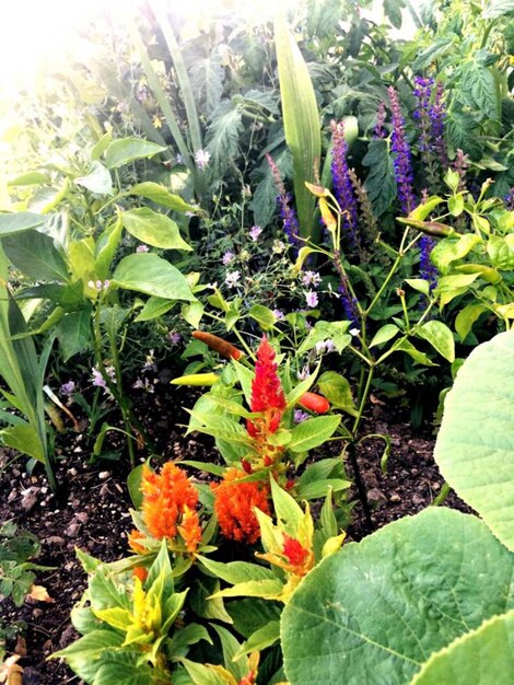 Close-up of purple flowering plants in garden