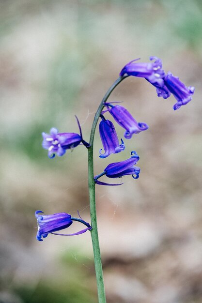 Foto close-up di piante a fiori viola a terra