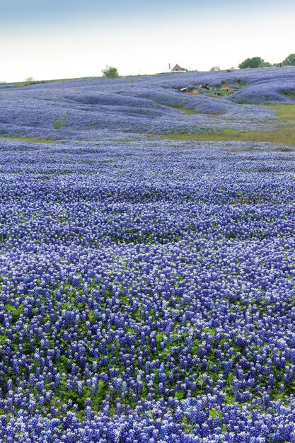 Photo close-up of purple flowering plants on land