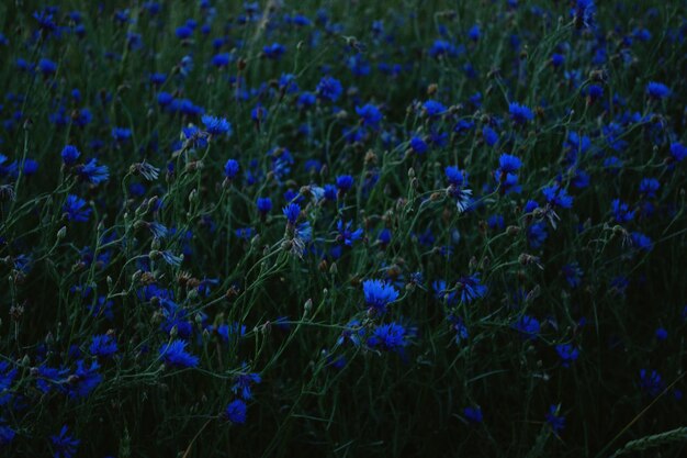 Photo close-up of purple flowering plants on land