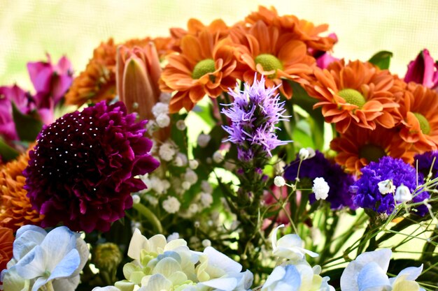 Photo close-up of purple flowering plants in park