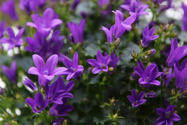 Close-up of purple flowering plants in park