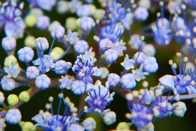 Photo close-up of purple flowering plants in park