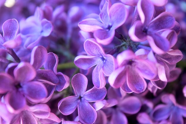 Close-up of purple flowering plants in park