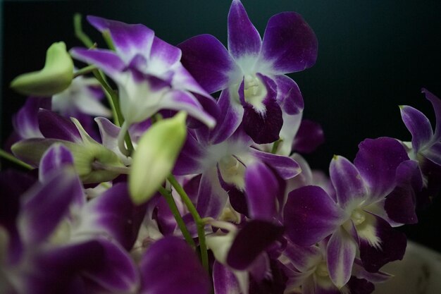 Foto close-up di piante a fiori viola nel parco