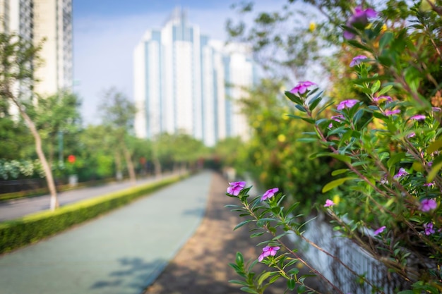 Photo close-up of purple flowering plants in park