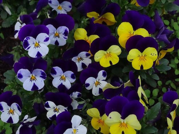 Close-up of purple flowering plants in park