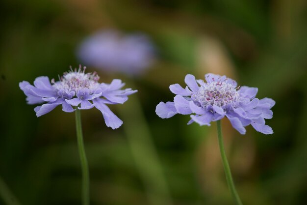 Photo close-up of purple flowering plants in park