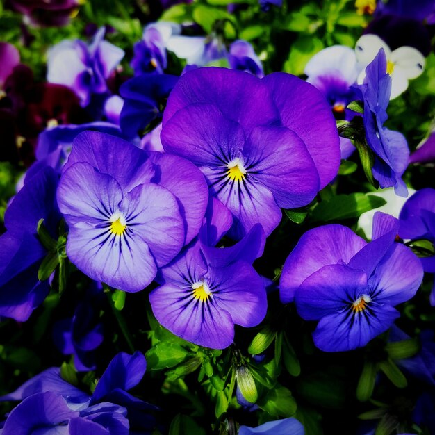 Photo close-up of purple flowering plants viola flowers in garden