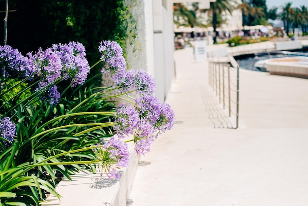 Photo close-up of purple flowering plants in yard