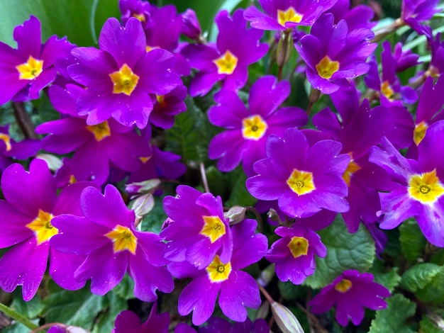 Close-up of purple flowering plants