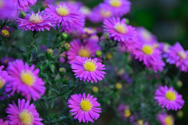 Close-up of purple flowering plants