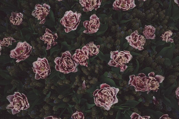 Photo close-up of purple flowering plants