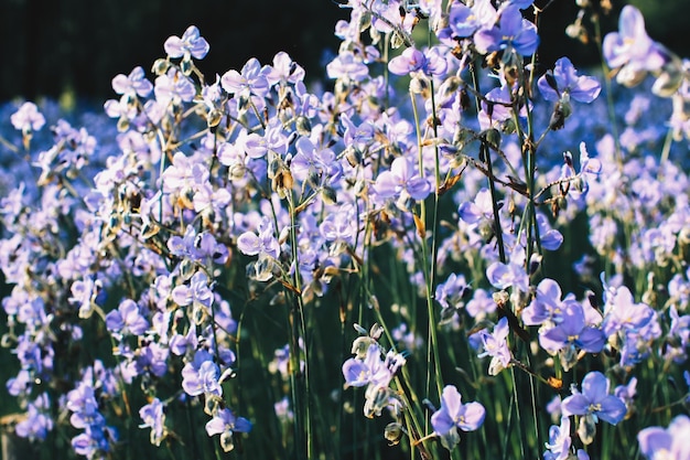 Close-up of purple flowering plants