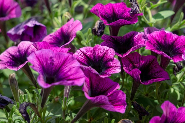 Foto close-up di piante a fiori viola