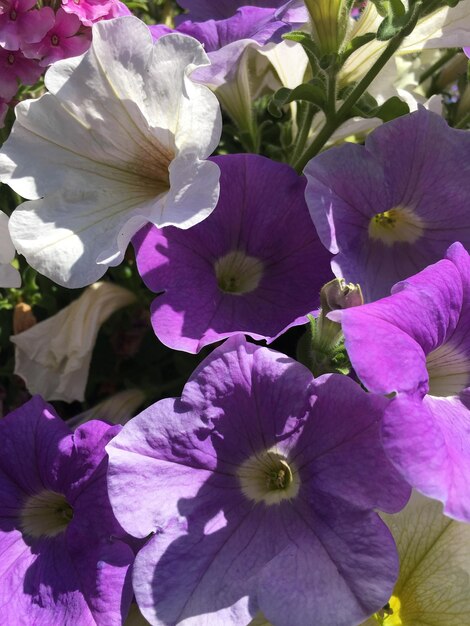 Photo close-up of purple flowering plants