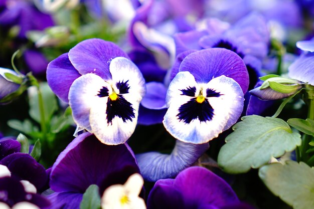 Photo close-up of purple flowering plants