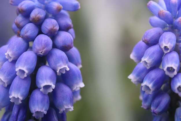 紫色の花の植物のクローズアップ