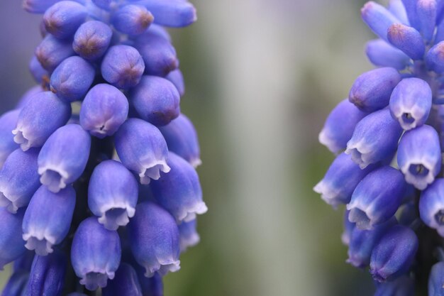 Close-up of purple flowering plants