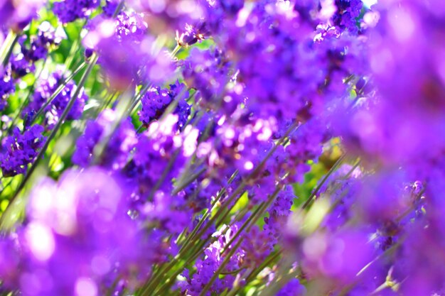 Close-up of purple flowering plants