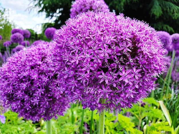 Close-up of purple flowering plants