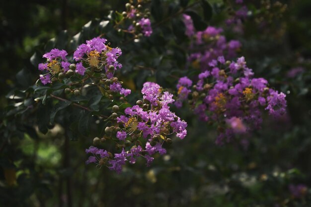 Photo close-up of purple flowering plants