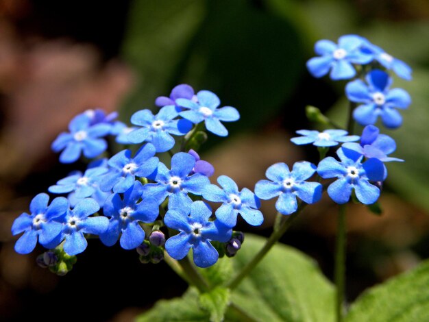 紫色の花の植物のクローズアップ