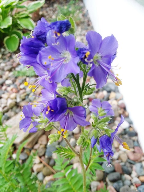 Close-up of purple flowering plants