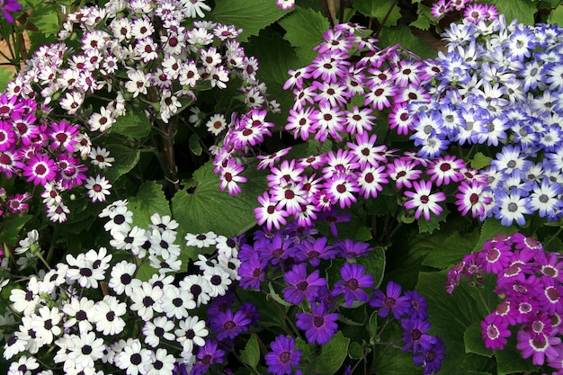 Close-up of purple flowering plants