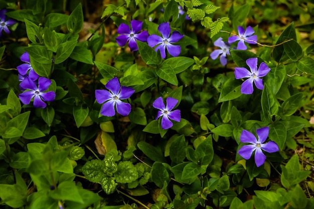 Close-up of purple flowering plants