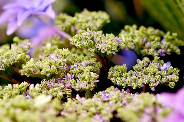 Close-up of purple flowering plants