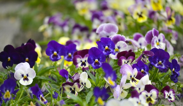 Foto close-up di piante a fiori viola