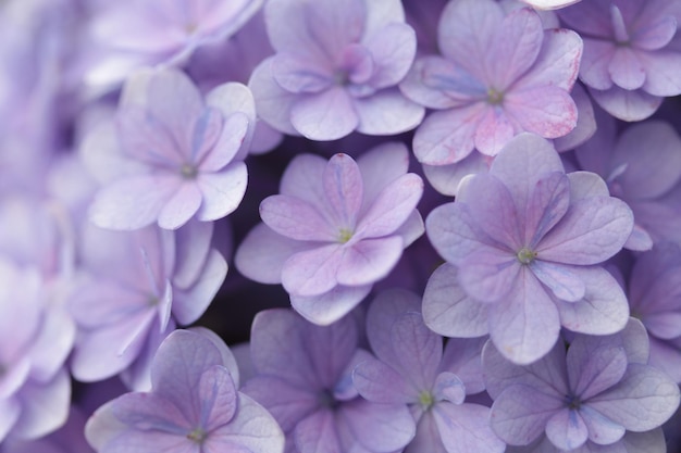 紫色の花の植物のクローズアップ