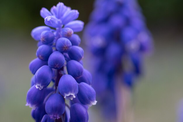 Foto close-up di piante a fiori viola