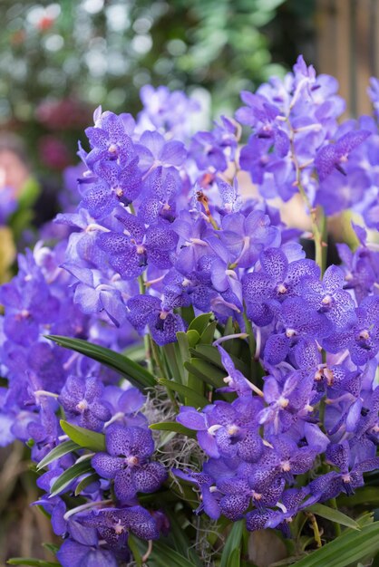 Close-up of purple flowering plants