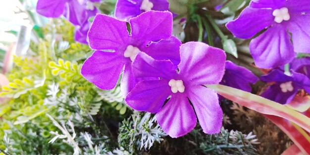 Close-up of purple flowering plants