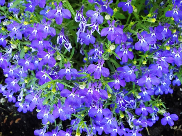 Close-up of purple flowering plants