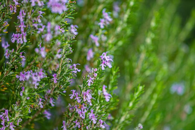 Close-up of purple flowering plants