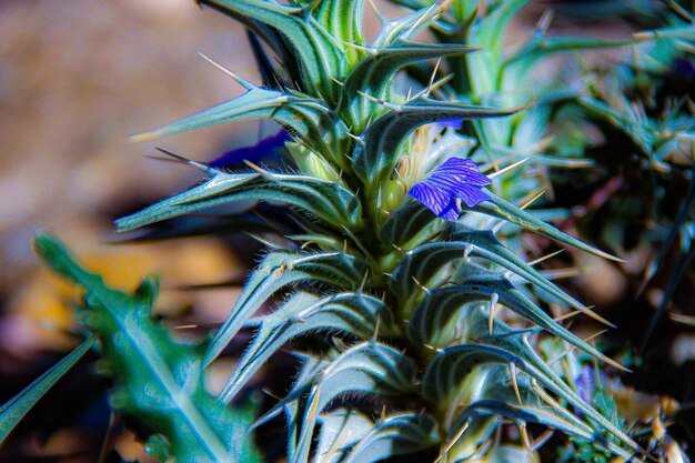 Foto close-up di piante a fiori viola