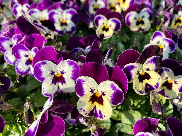 Close-up of purple flowering plants