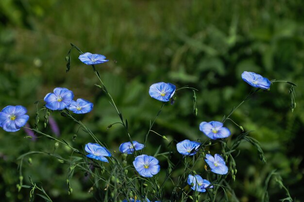 Close-up of purple flowering plants