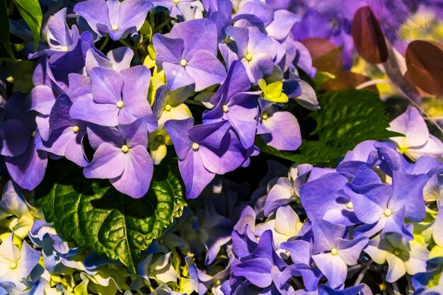 Close-up of purple flowering plants