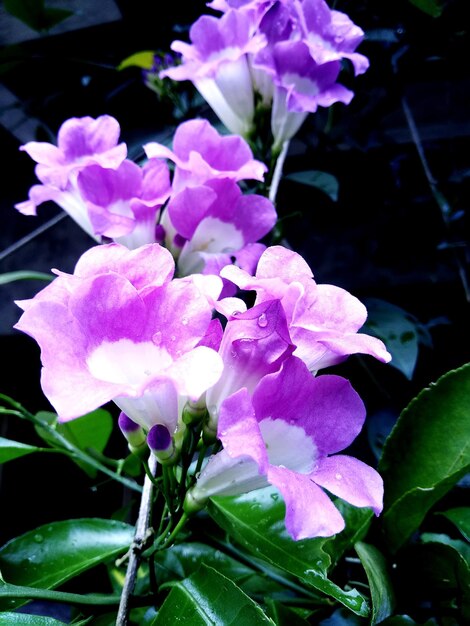 Close-up of purple flowering plants