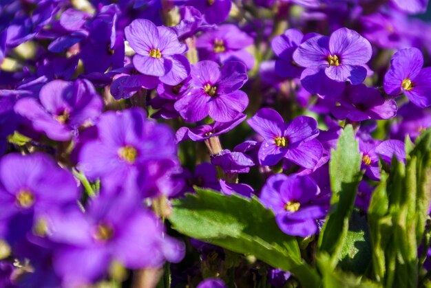 Close-up of purple flowering plants