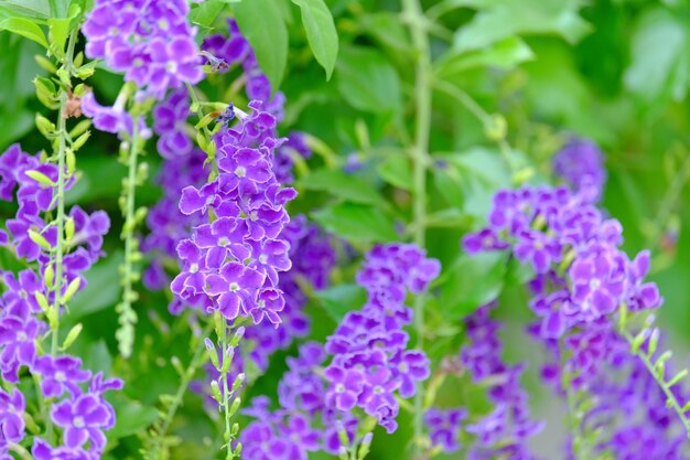 Close-up of purple flowering plants